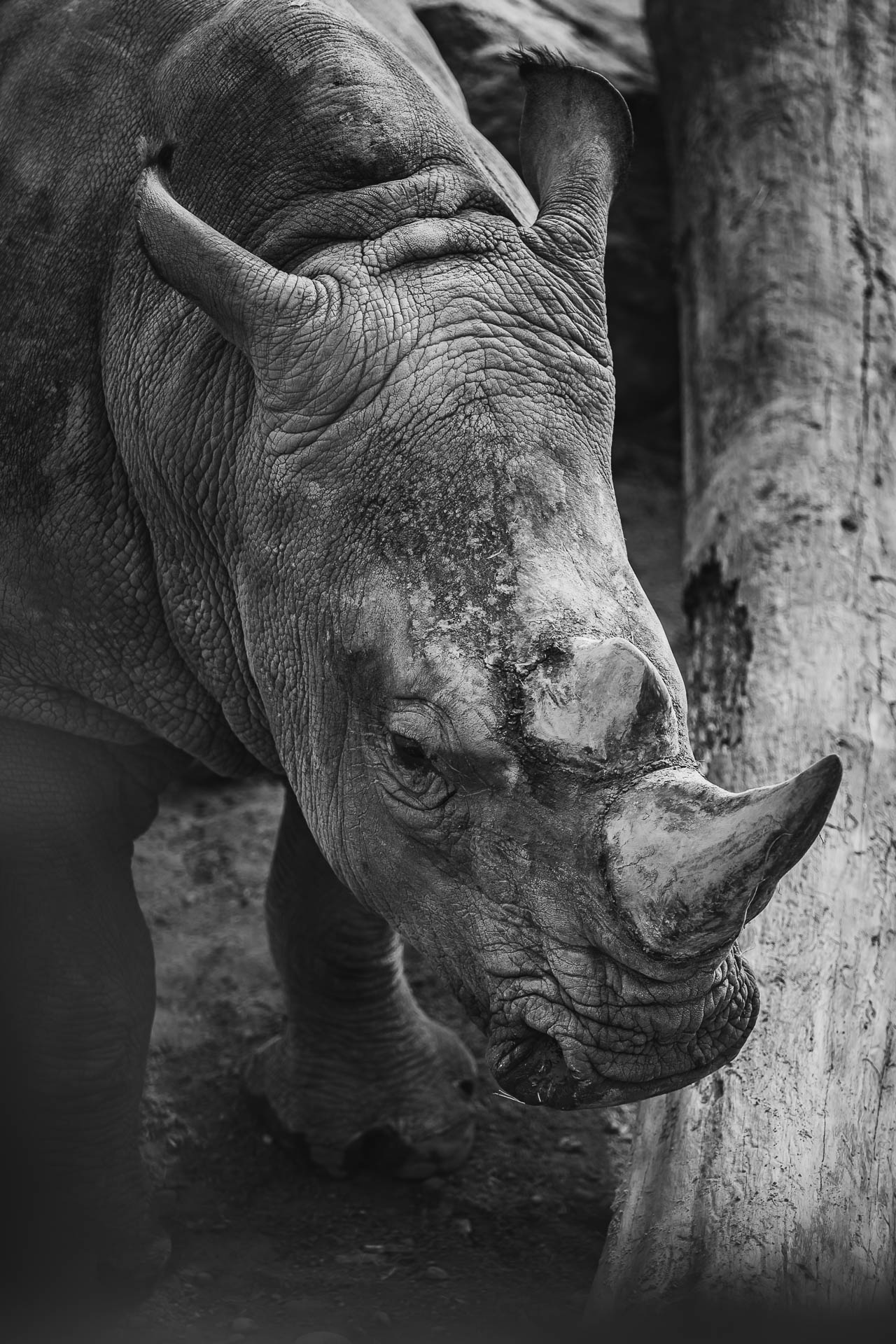 rinoceronte-in-bianco-nero
