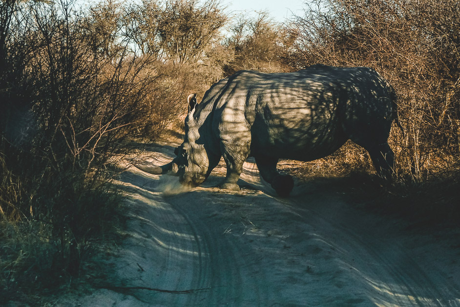 rinoceronte che attraversa la strada in parco