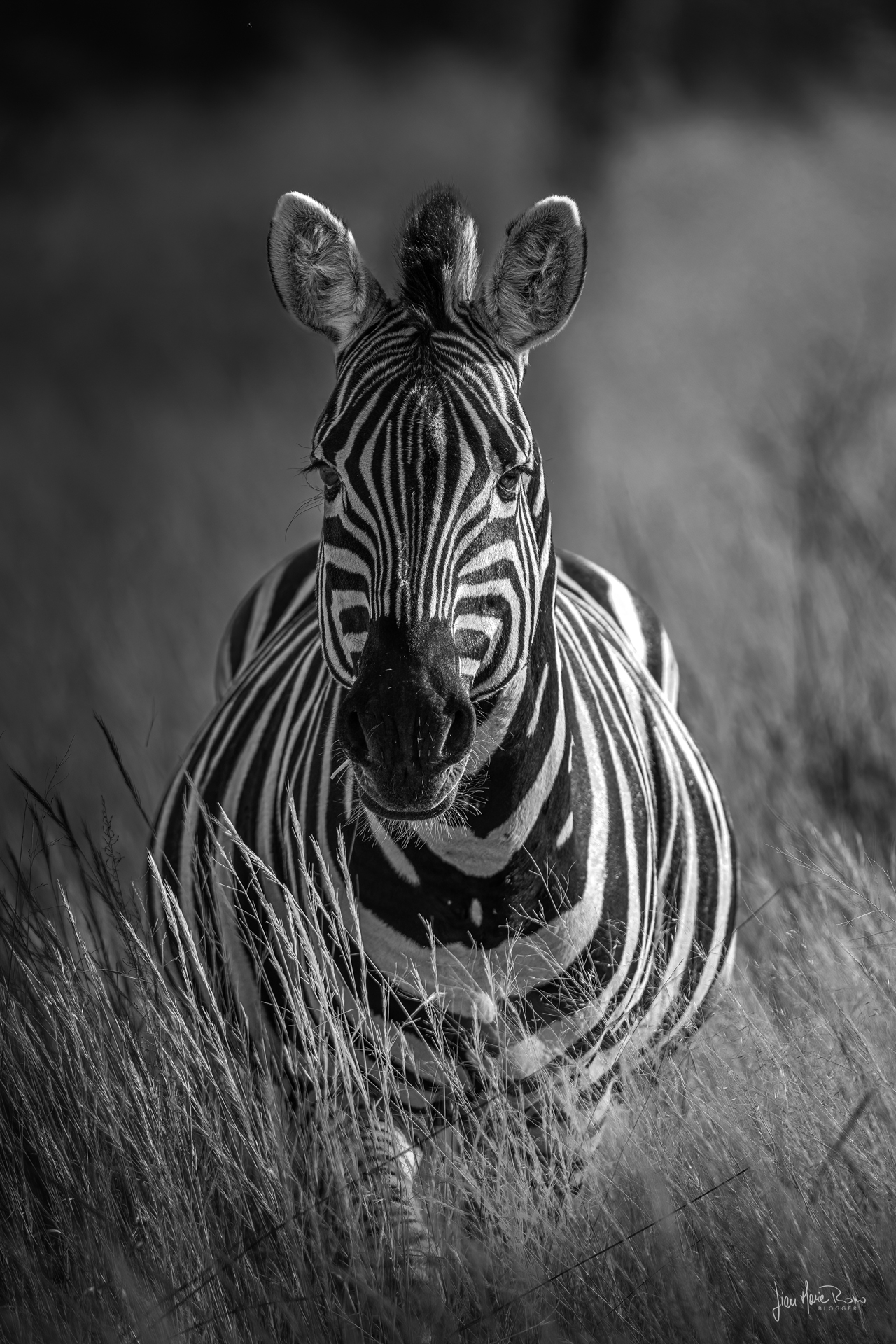 vista di zebra di fronte in bn